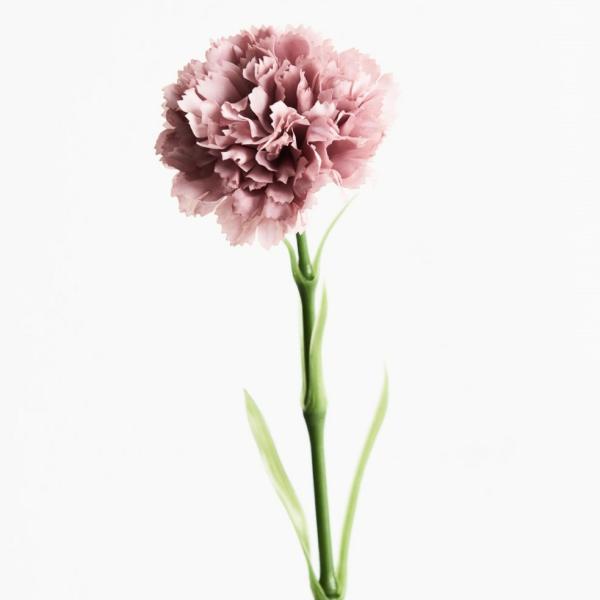 Artificial Carnations |  Artificial Carnation Dusty Pink 47Cm Artificial Carnations Artificial Carnations