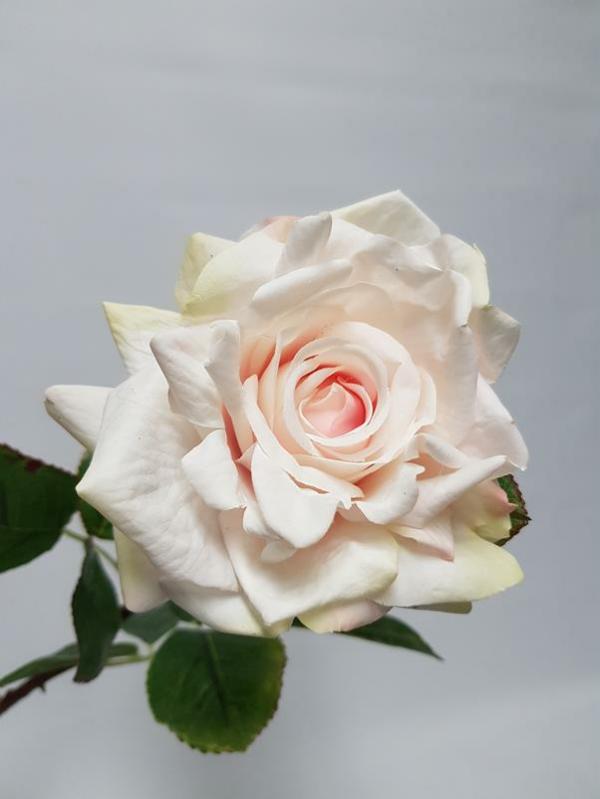 Artificial Roses |  Artificial Rose Zara Light Pink 68Cm Artificial Flowers Artificial Roses