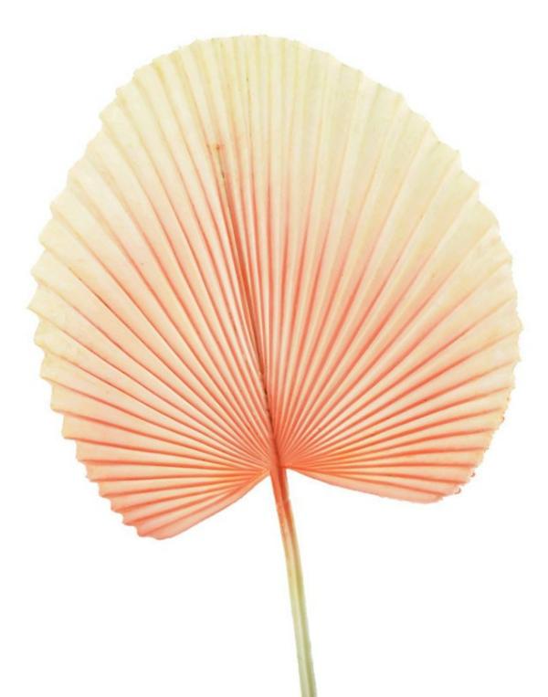 Dried Flowers |  Artificial Fan Palm Pink 72Cm Artificial Flowers Dried Flowers