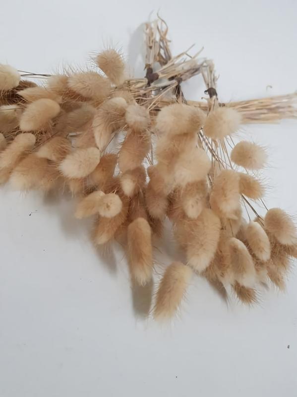 Dried Flowers |  Bunny Tails Natural Dried Artificial Flowers Dried Flowers