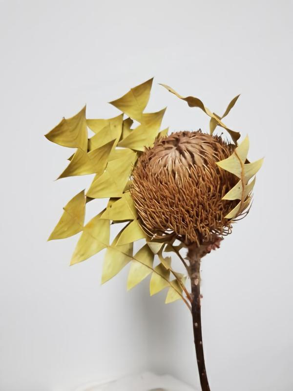 Dried Flowers |  Dried Banksia Baxteri Dark Olive Artificial Flowers Dried Flowers