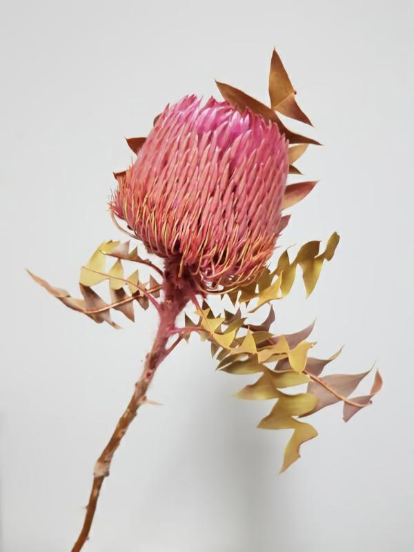 Dried Flowers |  Dried Banksia Baxteri Rose Pink Artificial Flowers Dried Flowers