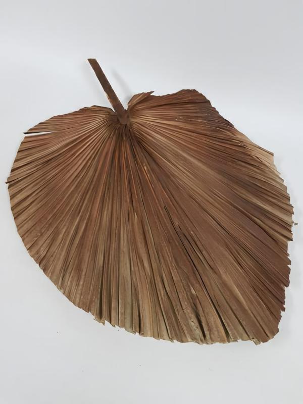 Dried Flowers |  Dried Fan Palm Brown 80Cm Artificial Flowers Dried Flowers