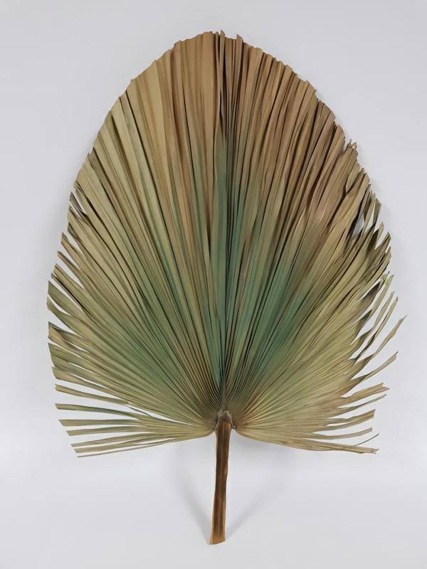 Dried Flowers |  Dried Fan Palm Green 80Cm Artificial Flowers Dried Flowers