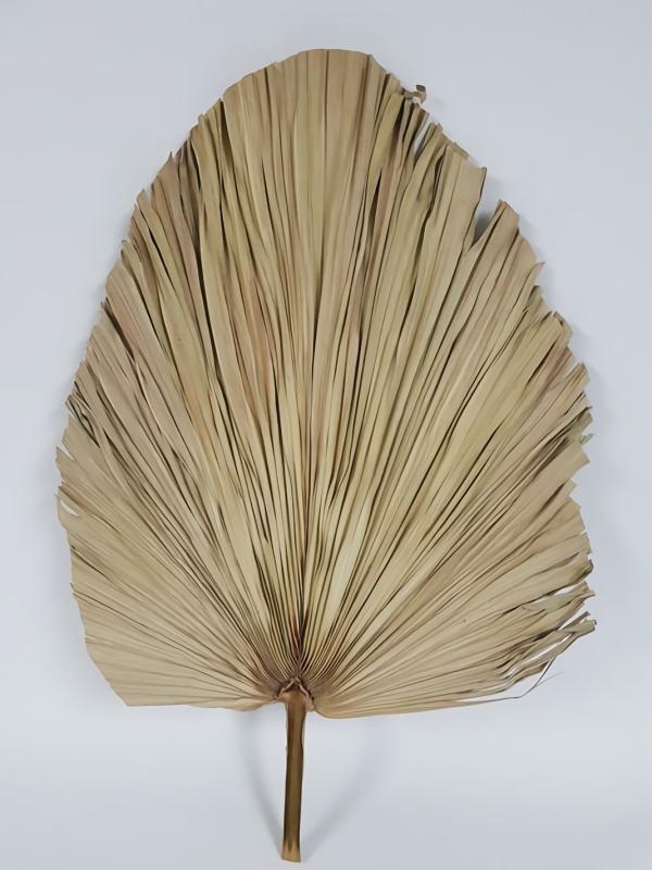 Dried Flowers |  Dried Fan Palm Natural 80Cm Artificial Flowers Dried Flowers