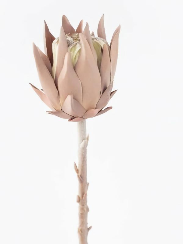 Dried Flowers |  Dried Native Protea Stem 50Cm Artificial Flowers Dried Flowers