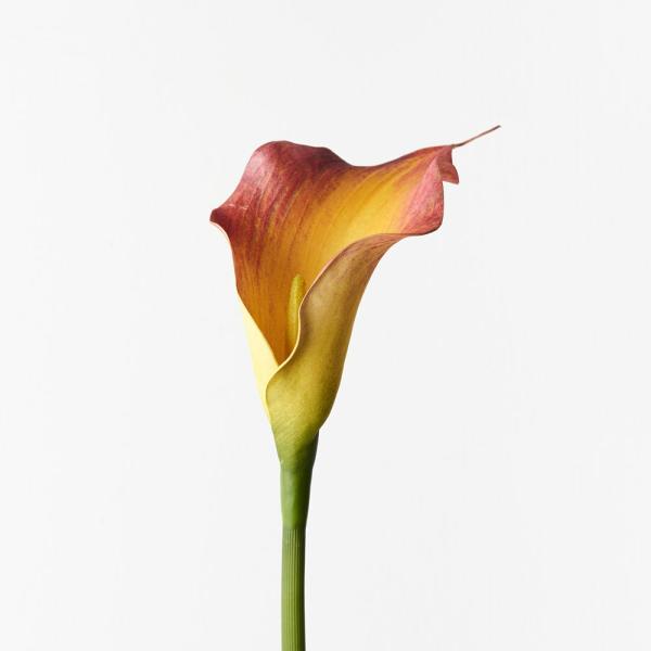 Lily Stems |  Artificial Calla Lily Flame 61Cm Artificial Flowers Lily Stems