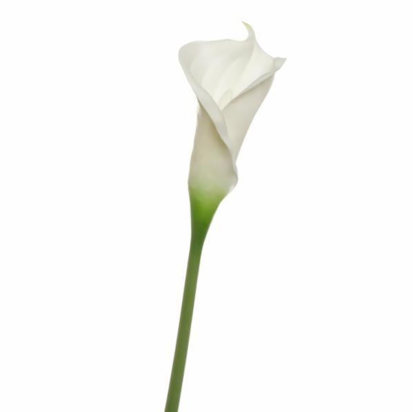 Lily Stems |  Artificial Calla Lily White 60Cm Artificial Flowers Lily Stems