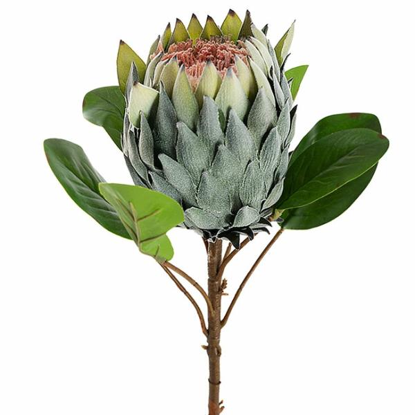 Native Flowers |  Artificial Native Protea Soft Green 70Cm Artificial Flowers Native Flowers