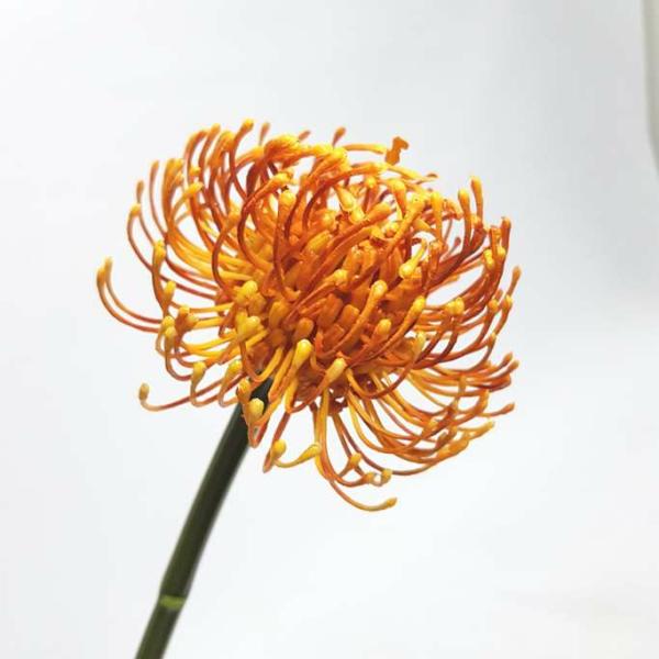 Native Flowers |  Native Pin Cushion Orange 55Cm Artificial Flowers Native Flowers