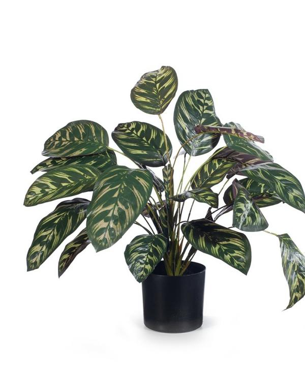 Plants |  Artificial Plant Calathea Dark 50Cm Artificial Plants Plants