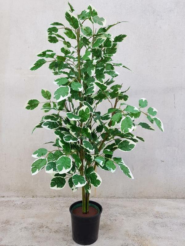 Plants |  Artificial Variegated Fig Tree 140Cm Artificial Plants Plants