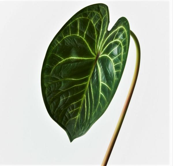 Single Leaf |  Artificial Anthurium Leaf 56Cm Artificial Greenery Single Leaf