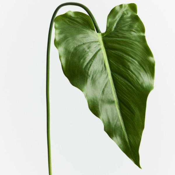 Single Leaf |  Artificial Calla Leaf 77Cm Artificial Greenery Single Leaf