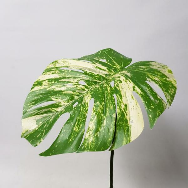 Single Leaf |  Artificial Monstera Leaf Variegated 60Cm Artificial Greenery Single Leaf