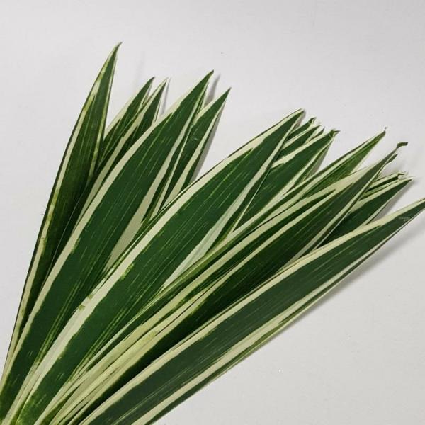 Single Leaf |  Mini Leaf Flax Pack X 24 Artificial Greenery Single Leaf