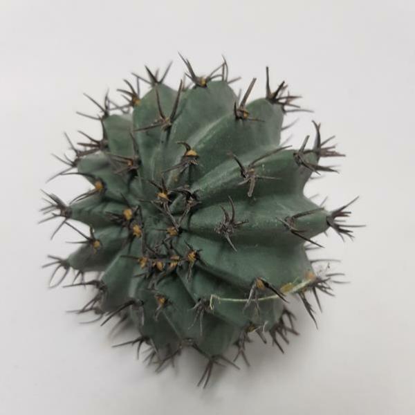 Succulents & Cacti |  Artificial Barrel Cactus Grey 10Cm Artificial Greenery Succulents & Cacti