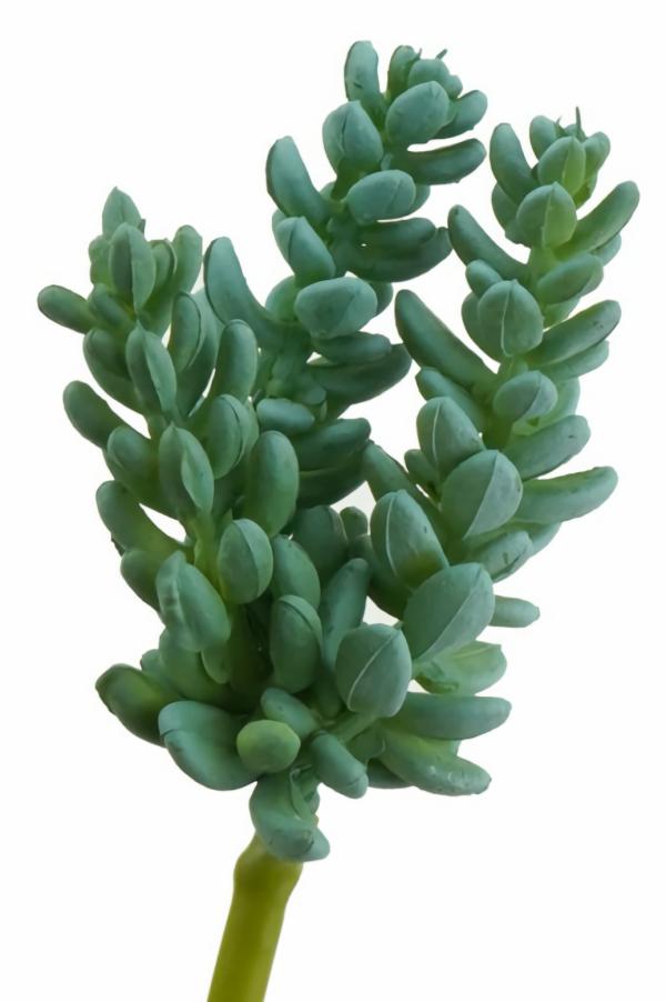 Succulents & Cacti |  Artificial Succulent Mini Tom 13Cm Artificial Greenery Succulents & Cacti