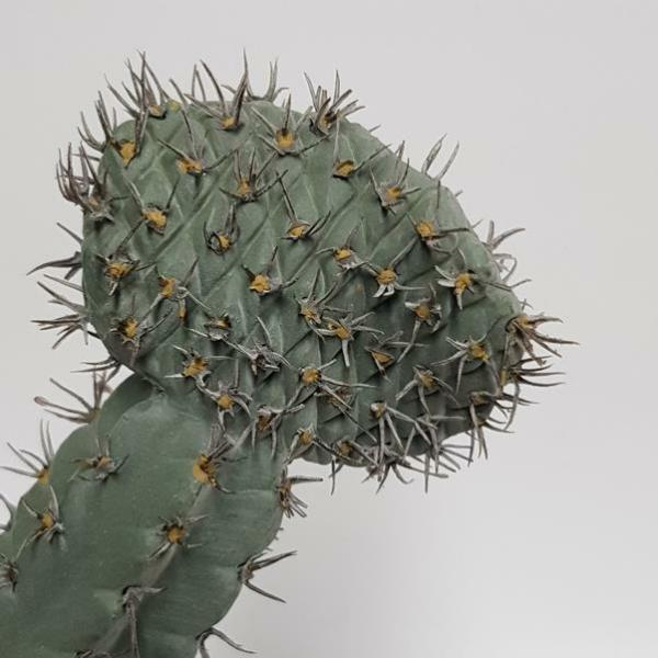 Succulents & Cacti |  Artificial Texas Cactus Grey 14Cm Artificial Greenery Succulents & Cacti