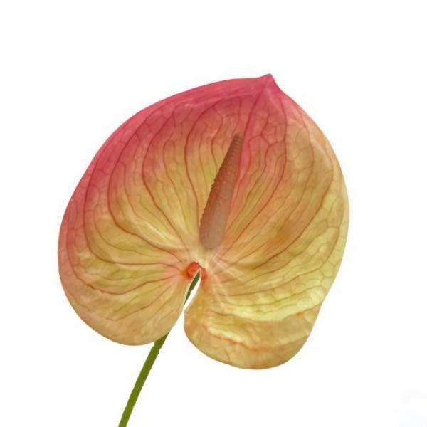 Tropical Flowers |  Anthurium Lily Flower Peach 60Cm Artificial Flowers Tropical Flowers