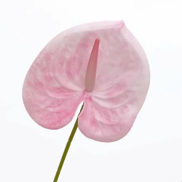 Tropical Flowers |  Anthurium Lily Flower Soft Pink 60Cm Artificial Flowers Tropical Flowers