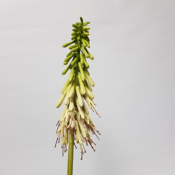 Tropical Flowers |  Artificial Hot Poker Green 77Cm Artificial Flowers Tropical Flowers