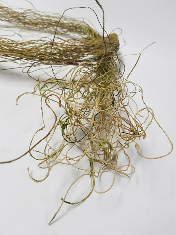 Twigs Vines And Moss |  Artificial Dodo Vine 180Cm Artificial Greenery Twigs Vines And Moss