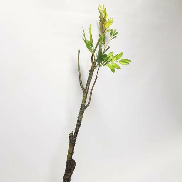 Twigs Vines And Moss |  Artificial Tree Branch 110Cm Artificial Greenery Twigs Vines And Moss