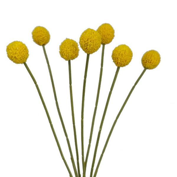 Native Flowers |  Artificial Billy Buttons Yellow 62Cm Artificial Flowers Native Flowers